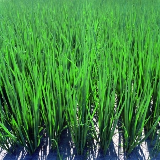 img-0: Лук шнитт Карат - ООО «Семена Тут»