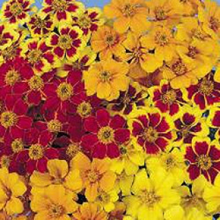 Бархатцы отклоненные Диско Микс [1000 шт] - ООО «Семена Тут»