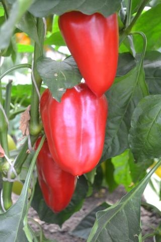 img-1: Перец Бутуз - ООО «Семена Тут»