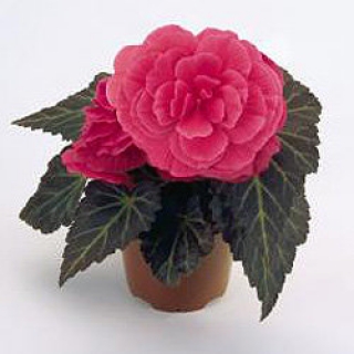 Бегония клубневая Нонстоп Мокка Пинк Шейдес  [250 драже] - ООО «Семена Тут»