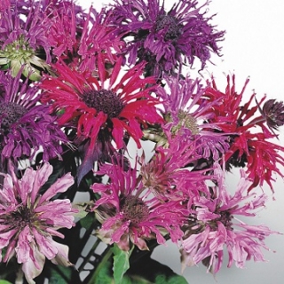 Монарда двойчатая  Панорама микс [250 шт] - ООО «Семена Тут»