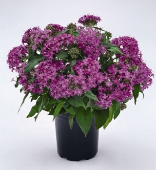 Пентас Граффити Виолет [1000 драже] - ООО «Семена Тут»