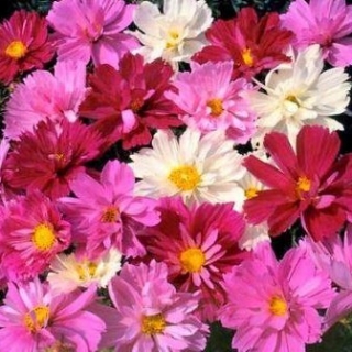 Космея махровая Психе - ООО «Семена Тут»