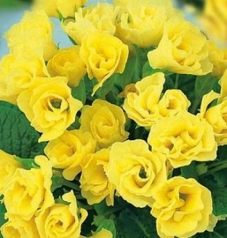 Примула махровая Розанна Еллоу Шейдес [100 шт] - ООО «Семена Тут»