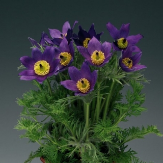 Прострел обыкновенный Пинвил Блю Виолет Шейдес [250 шт] - ООО «Семена Тут»