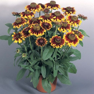 Рудбекия хирта Тото Рустик [1000 шт] - ООО «Семена Тут»