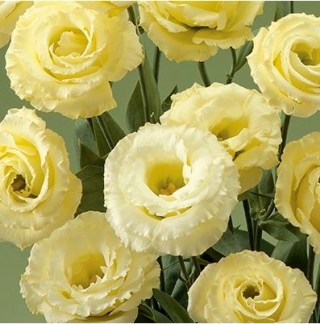 Эустома Крома 3 Еллоу [100 драже] - ООО «Семена Тут»