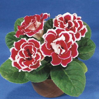 Глоксиния Брокад F1 Ред энд Вайт [50 драже] - ООО «Семена Тут»