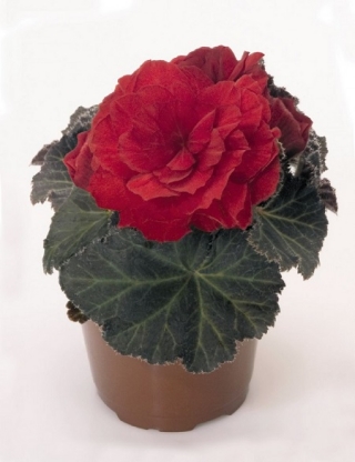 Бегония клубневая Нонстоп Мокка Скарлет [500 шт] - ООО «Семена Тут»