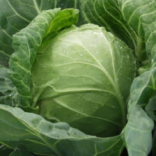 Капуста белокочанная Циклоп F1 - ООО «Семена Тут»