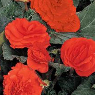 Бегония клубневая Фортун Оранж Шейдес [250 драже] - ООО «Семена Тут»