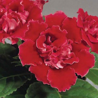 Глоксиния Брокад F1 Ред [100 драже] - ООО «Семена Тут»