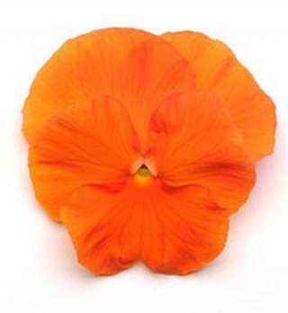 Виола крупноцветковая Матрикс Дип Оранж [100 шт] - ООО «Семена Тут»
