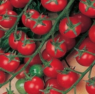 Томат Бон Бон F1 - ООО «Семена Тут»