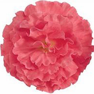 Бегония клубневая Фортун Пинк [250 драже] - ООО «Семена Тут»