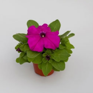 Петуния грандифлора Эспрессо Грандэ Парпл [100 драже] - ООО «Семена Тут»