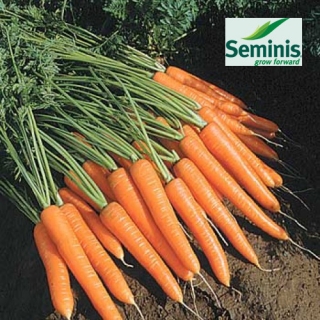 Морковь Небула F1 - ООО «Семена Тут»