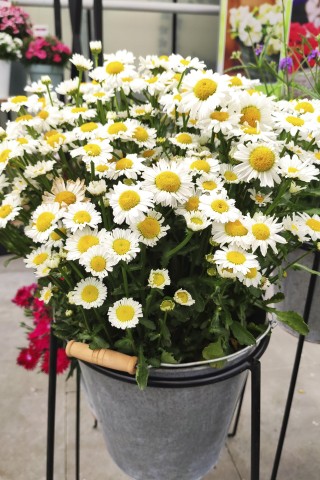 img-1: Нивяник Арктик Сноу [1000 шт] - ООО «Семена Тут»