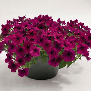 Петуния ампельная Саксесс Бургунди [50 драже] - ООО «Семена Тут»