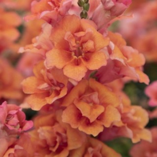 Львиный зев Свит Дуэт Дип Салмон [1000 шт] - ООО «Семена Тут»