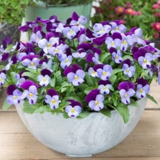 img-1: Виола рогатая Флорал Пауэр F1 Лилак Пурпл Винг [1000 шт] - ООО «Семена Тут»