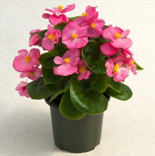 img-1: Бегония вечноцветущая Топспин Роуз [1000 драже] - ООО «Семена Тут»