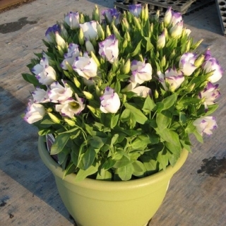 Эустома Кармен Блю Рим  [50 драже] - ООО «Семена Тут»