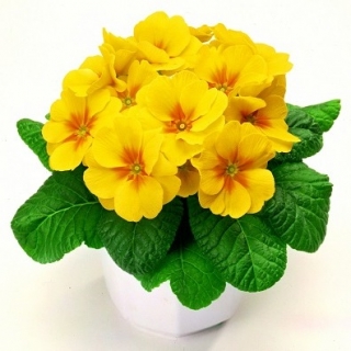 Примула Орион Еллоу виз Ай [100 шт] - ООО «Семена Тут»