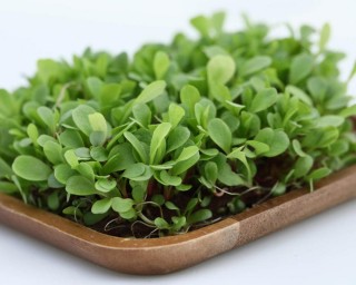 img-3: Цикорий листовой красный Россо МЗ - ООО «Семена Тут»