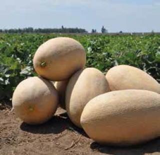 img-0: Дыня Раймонд F1 - ООО «Семена Тут»