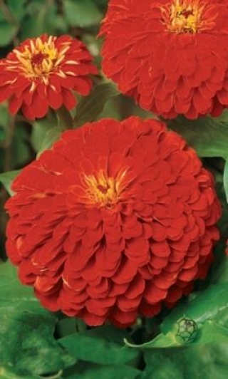 img-1: Цинния георгиноцветковая Алое пламя - ООО «Семена Тут»