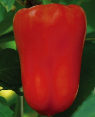 Перец Солист - ООО «Семена Тут»