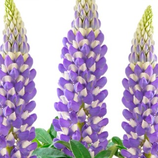 img-0: Люпин Люпини Блю Шейдес [1000 шт] - ООО «Семена Тут»