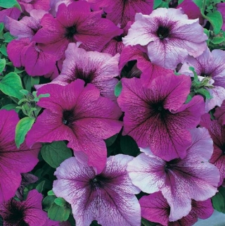 Петуния грандифлора Призм Фрутс оф Форест Микс [5000 драже] - ООО «Семена Тут»