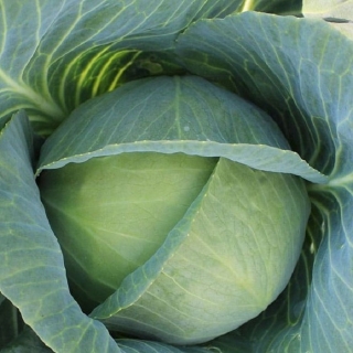 img-0: Капуста белокочанная Континент F1 (инкруст. семена) - ООО «Семена Тут»