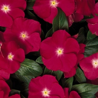 Катарантус Пацифика Черри Ред [1000 шт] - ООО «Семена Тут»