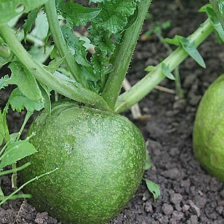 img-0: Редька Маргеланская - ООО «Семена Тут»