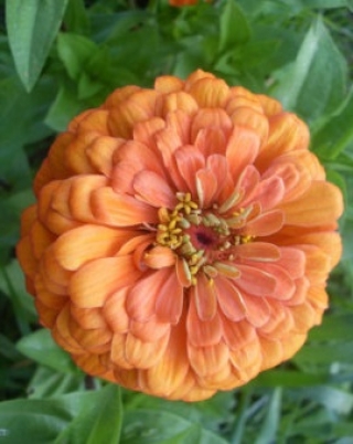 Цинния Мастер Бронз [100 шт] - ООО «Семена Тут»