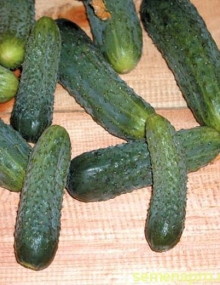 img-0: Огурец Надюша F1 - ООО «Семена Тут»