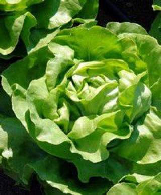 Салат Аланис - ООО «Семена Тут»