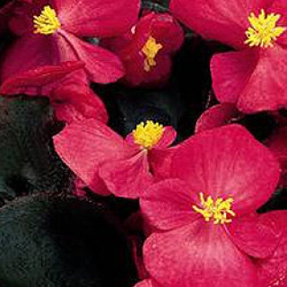 Бегония вечноцветущая Сенатор Дип Роуз [5000 шт] - ООО «Семена Тут»