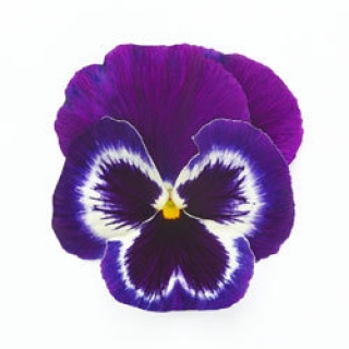 Виола крупноцветковая Инспайер Плюс Виолет Фэйс  [50 шт] - ООО «Семена Тут»