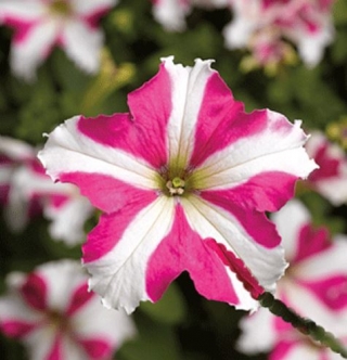 Петуния грандифлора Тритуния Роуз Стар [1000 драже]* - ООО «Семена Тут»