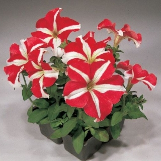 Петуния грандифлора Фалькон Ред энд Вайт [1000 драже]* - ООО «Семена Тут»