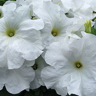 Петуния грандифлора Лимбо Джи Пи Вайт [100 драже] - ООО «Семена Тут»