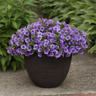 Калибрахоа Классик Деним [50 м/драже] - ООО «Семена Тут»