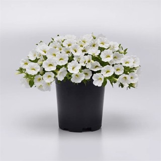 Калибрахоа Классик Вайт [50 м/драже] - ООО «Семена Тут»