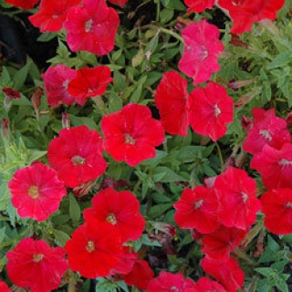 Петуния каскадная Пикобелла Каскад Ред [100 драже] - ООО «Семена Тут»