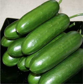 img-0: Огурец Навруз F1 - ООО «Семена Тут»