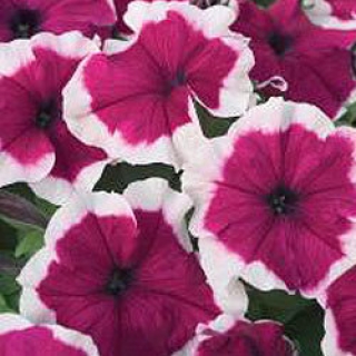 Петуния грандифлора Хулахуп Бургунди [5000 шт] - ООО «Семена Тут»